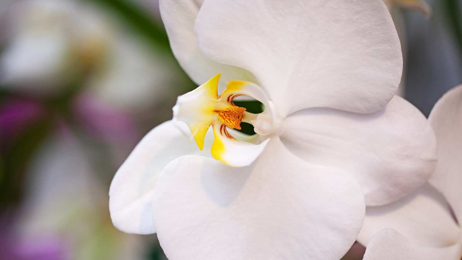 a close-up of a single beautiful white phalaenopsis orchid at the antons branch