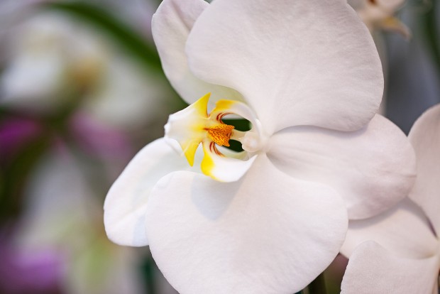 a close-up of a single beautiful white phalaenopsis orchid at the antons branch